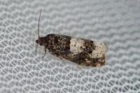 Epiblema scutulana