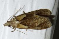 Phtheochroa inopiana