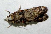 Phtheochroa rugosana