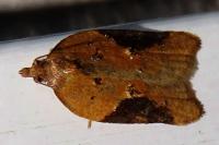 Acleris laterana