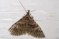 Alucita hexadactyla