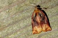 Archips podana
