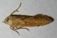 Blastobasis lacticolella