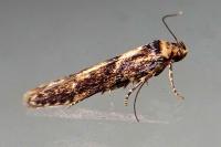 Blastobasis adustella