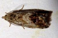 Cydia splendana
