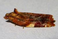 Ditula angustiorana