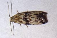 Eupoecilia
