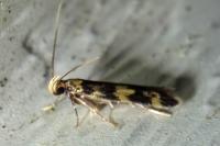 Oegoconia