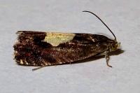 Pammene regiana