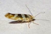 Argyresthia goedartella