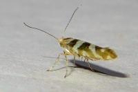 Argyresthia goedartella
