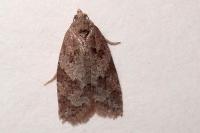 Cnephasia