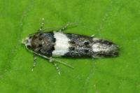 Recurvaria leucatella