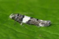 Recurvaria leucatella