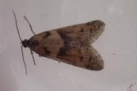 Tortricodes alternella
