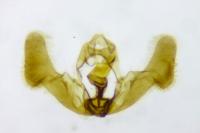 Epiblema scutulana