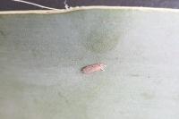 Agonopterix curvipunctosa