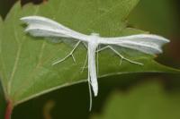 Pterophorus pentadactylus