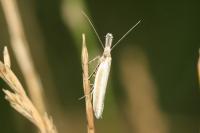 Pleurota aristella