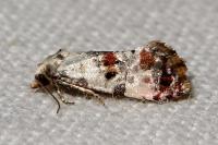Neocochylis hybridella