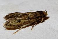 Hofmannophila pseudospretella