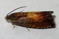Pammene aurita