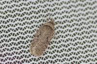 Agonopterix curvipunctosa