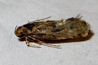 Hofmannophila pseudospretella