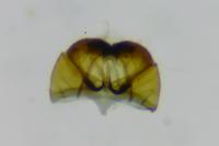 Cephimallota crassiflavella