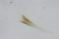 Cephimallota crassiflavella
