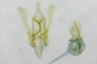 Helcystogramma lutatella