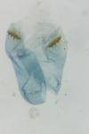 Pexicopia malvella