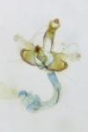 Coleophora mayrella