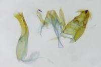 Anacampsis populella