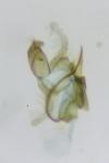 Aproaerema anthyllidella