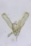 Elachista stabilella
