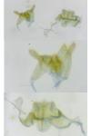 Nemapogon inconditellus