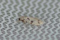 Nemapogon inconditellus