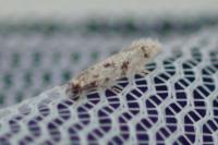 Nemapogon inconditellus