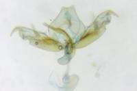 Stenoptilia zophodactyla