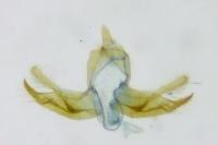 Blastobasis glandulella