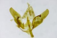 Depressaria daucella