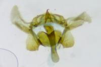 Neocochylis molliculana