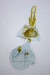 Eucosma hohenwartiana