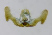 Eucosma gr. hohenwartiana