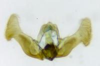 Eucosma obumbratana