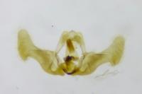 Eucosma obumbratana