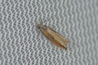 Eucosma obumbratana
