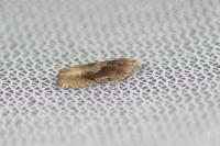 Eucosma hohenwartiana