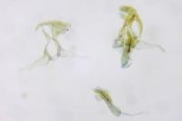 Gynnidomorpha rubricana
